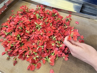 微波隧道爐：溫柔鎖住花瓣原生狀態