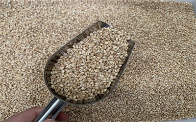 Microwave drying and insecticidal egg processing of miscellaneous grains